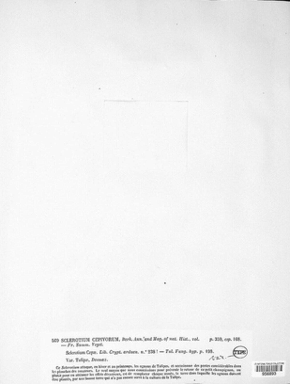 Stromatinia cepivora image